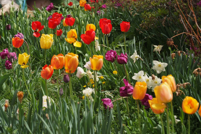 튤립 - Tulip, Tulipa gesneriana