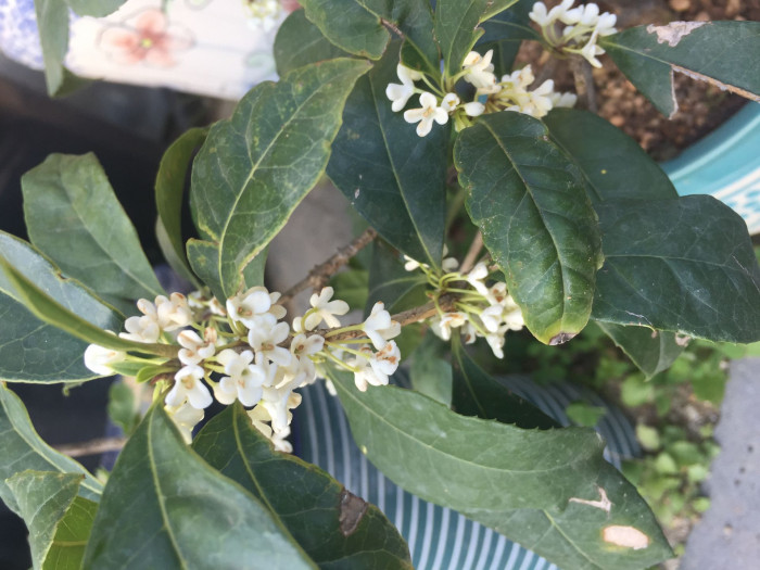 은목서 - ㅑ, Osmanthus asiaticus Lour. var. fragrans