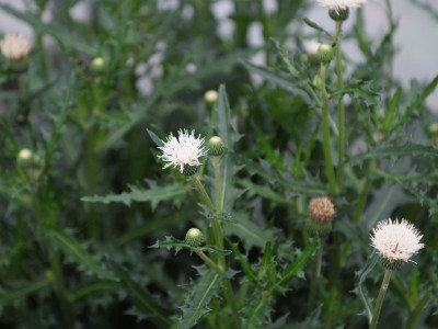흰바늘엉겅퀴 사진 - Cirsium rhinoceros for. albiflorum Sakata Photos