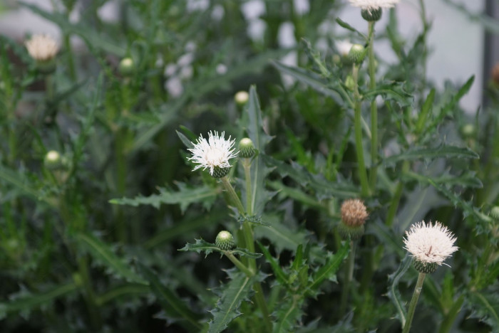 흰바늘엉겅퀴 - Cirsium rhinoceros for. albiflorum Sakata
