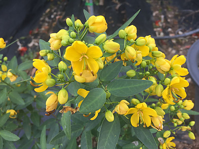 황호접 사진 - Cassia coluteoides Photos