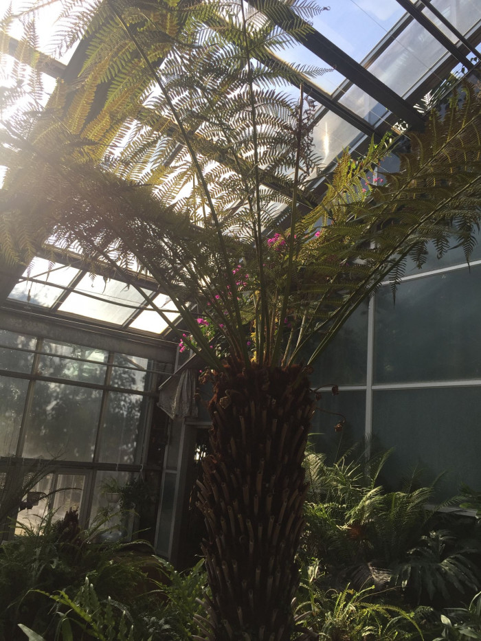 해고 - Cyathea spinulosa Wall ex HOOK
