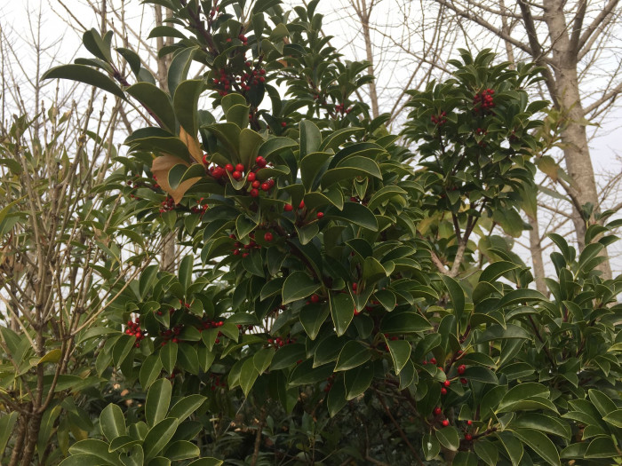 먼나무 - Ilex rotunda Thunb.