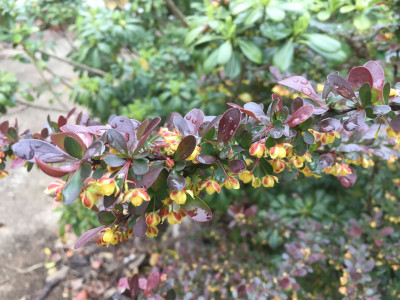 매발톱나무 사진 - Berberis amurensis Rupr. var. amurensis Photos