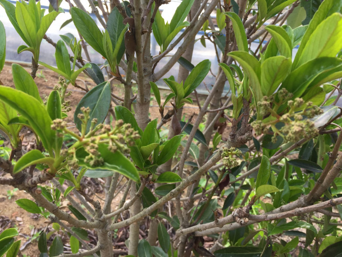 아왜나무 - Japanese Viburnum, Viburnum odoratissimum Ker Gawl. var. awabuki (K. Koch) Zabel ex Rumpler