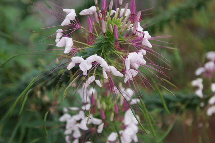풍접초 - Cleome spinosa