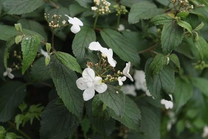 덜꿩나무 - Viburnum erosum Thunb.