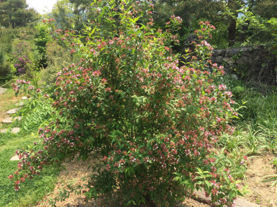 줄댕강나무 사진 - Abelia tyaihyoni Photos