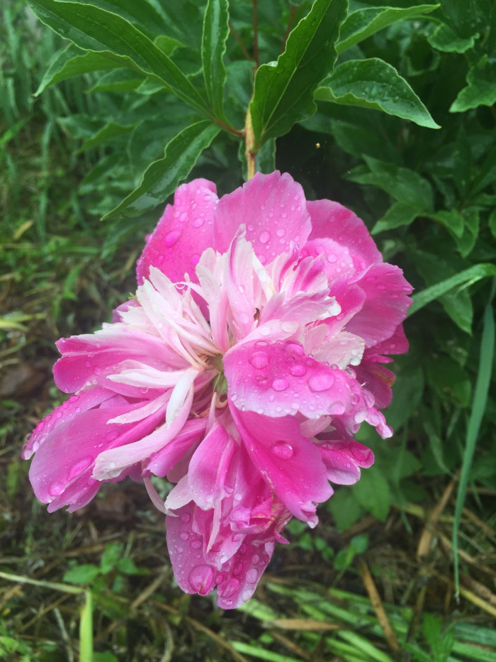 작약 - Chinese peony, Paeonia lactiflora Pall.