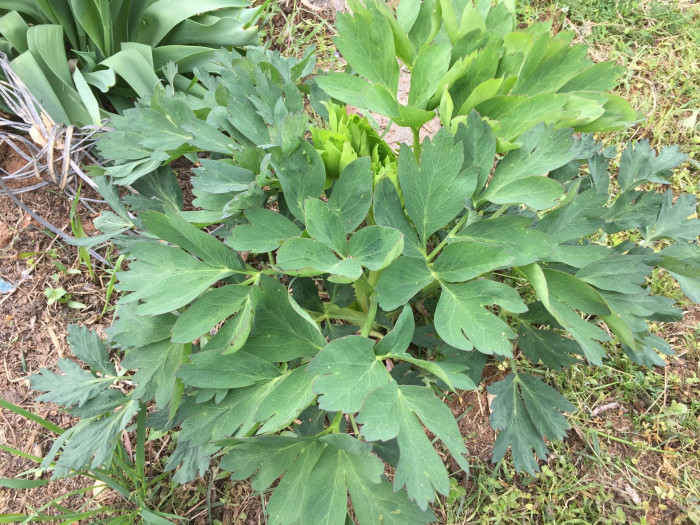 방풍 - Ledebouriella seseloides (Hoffm.) H.Wolff