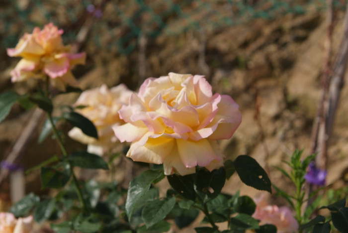 장미 - Rose, Rosa hybrida