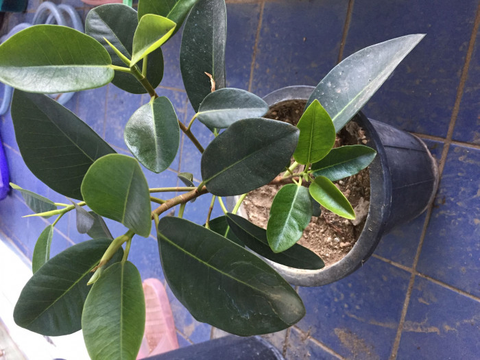 프랑스고무나무 - Ficus elastica cv. La France