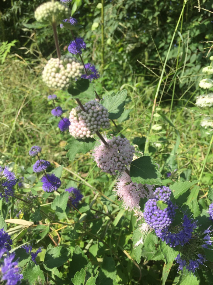 층꽃나무 - Bluebeard, Caryopteris incana (Thunb.) Miq.
