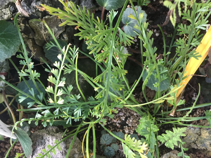 숫돌담고사리 - Asplenium prolongatum Hook.