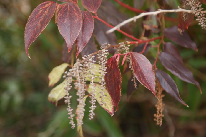 바위남천 - leucothoe fontanesiana 
