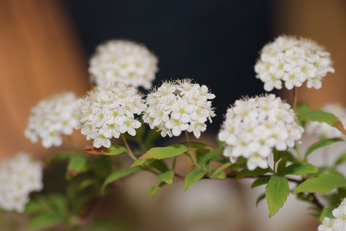공조팝나무 - Spiraea cantoniensis Lour.