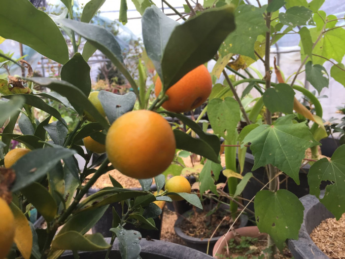 금귤 - Kumquat, Fortunella japonica