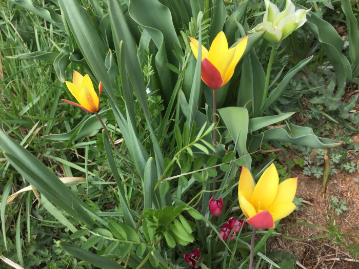 튤립 - Tulip, Tulipa gesneriana