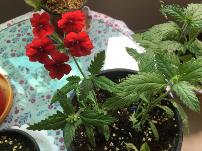 버베나 - Verbena, Garden verbena, Verbena hybrida