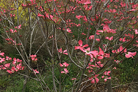 미산딸나무 - Cornus florida L.