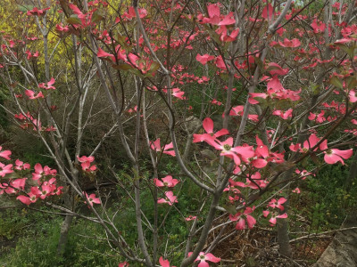 미산딸나무 사진 - Cornus florida L. Photos