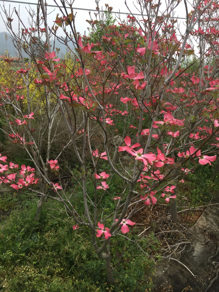 미산딸나무 - Dogwood Tree, Cornus florida L.