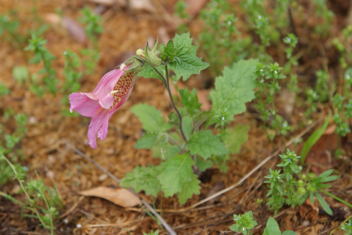 지황 - Rehmannia glutinosa (Gaertn.) Libosch. ex Steud.
