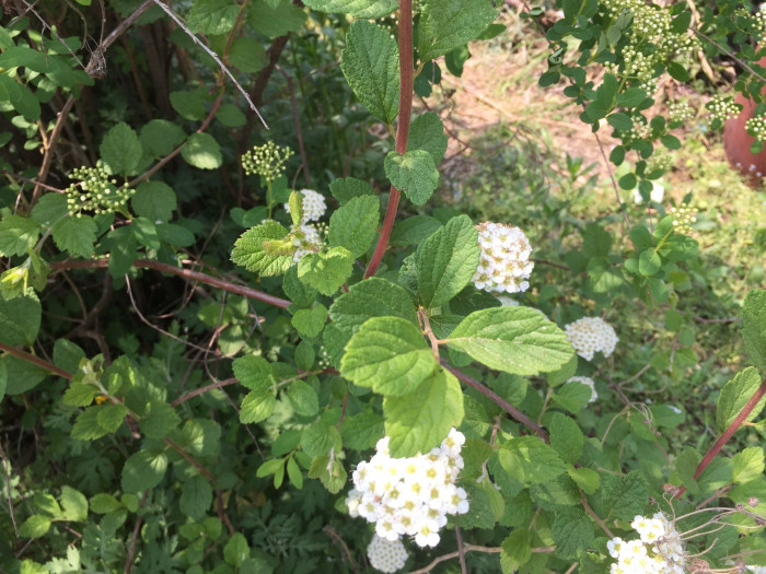 당조팝나무 - Spiraea chinensis Maxim.