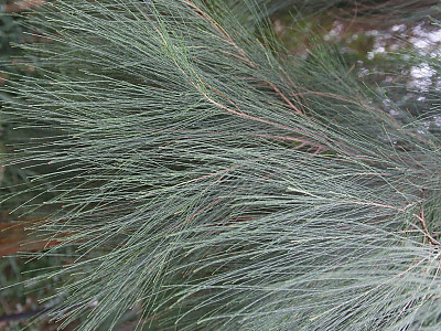 카수아리나 리토랄리스 사진 - Casuarina littoralis Salisb. Photos