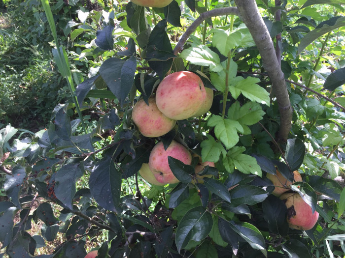 사과나무 - apple tree, Malus pumila Mill.