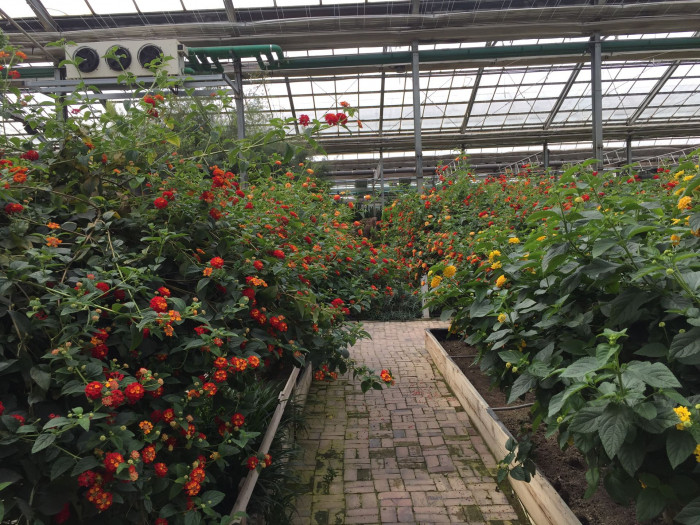 란타나 - Spanish Flag, West Indian Lantana, Lantana camara