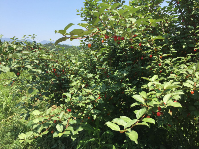 보리수나무 - Littleleaf linden tree, Elaeagnus umbellata Thunb.