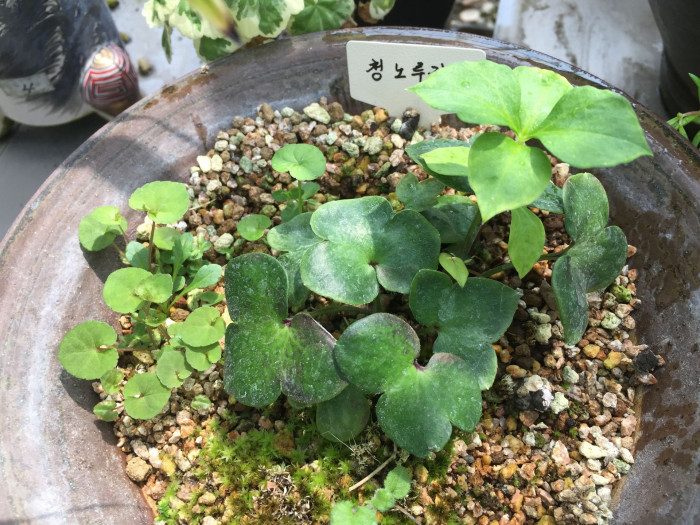 노루귀 - Hepatica asiatica Nakai, Hepatica asiatica