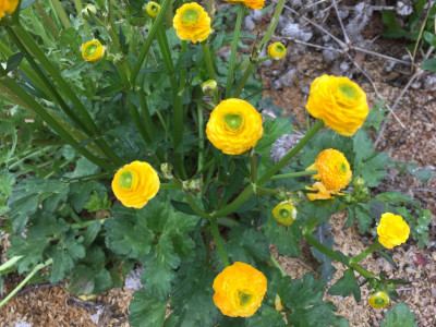 미나리아재비 사진 - Ranunculus japonicus Thunb. Photos
