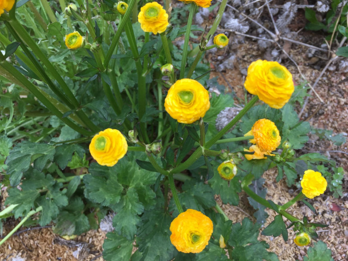겹왜미나리아재비 - Ranunculus franchetii for. duplopetalus Y.N.Lee