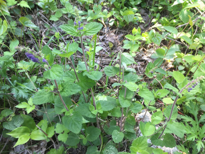 골무꽃 사진 - Scutellaria indica L. Photos