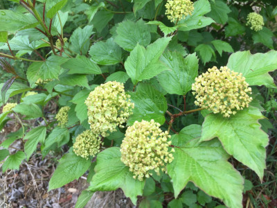 불두화 사진 - Viburnum opulus for. hydrangeoides (Nakai) Hara Photos