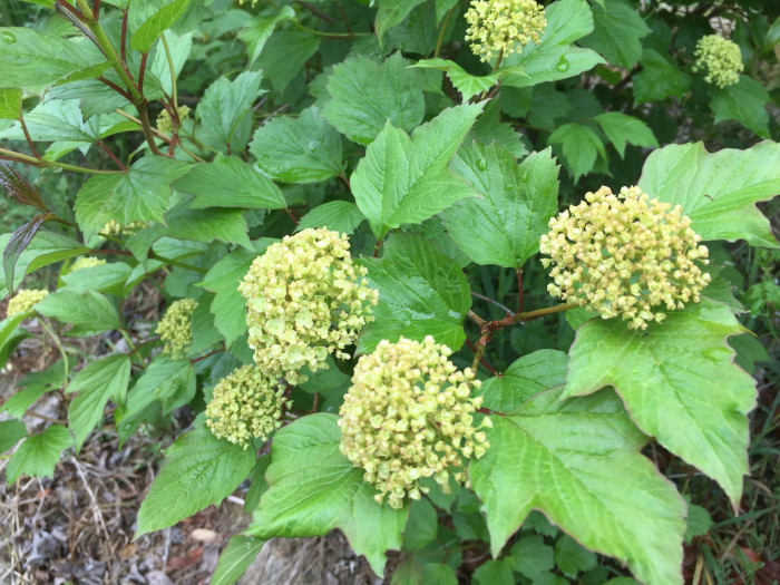 불두화 - Snowball tree, Viburnum opulus for. hydrangeoides (Nakai) Hara