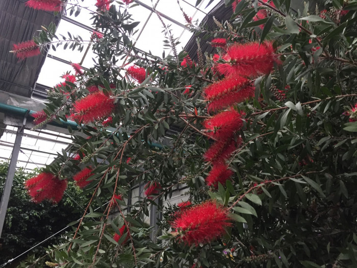 병솔나무 - Bottlebrush, Callistemon lanceolatus