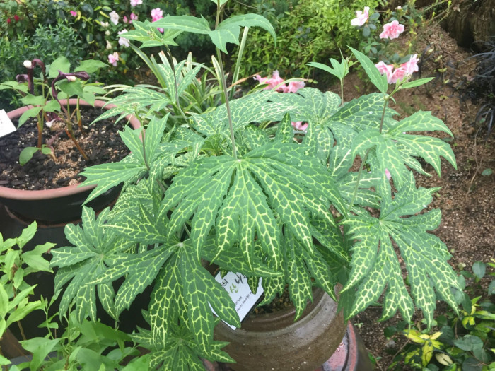 우산나물 - Syneilesis palmata