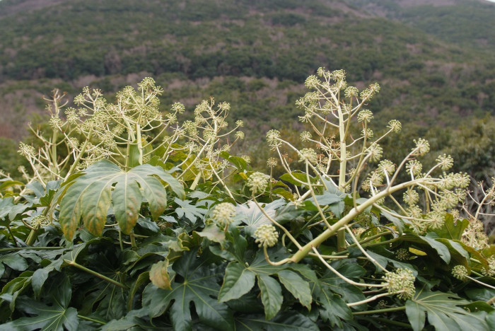 팔손이 - False aralia, Fatsia japonica (Thunb.) Decne. & Planch.