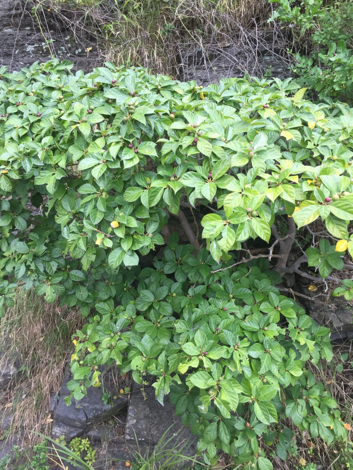 천선과나무 - Ficus erecta Thunb.