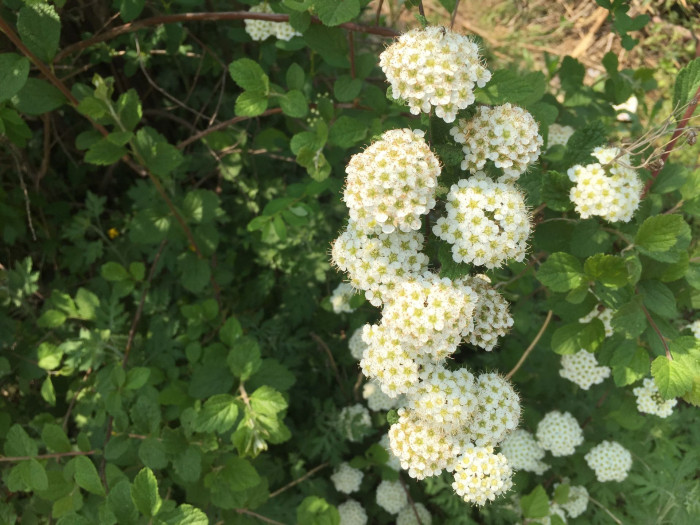 당조팝나무 - Spiraea chinensis Maxim.