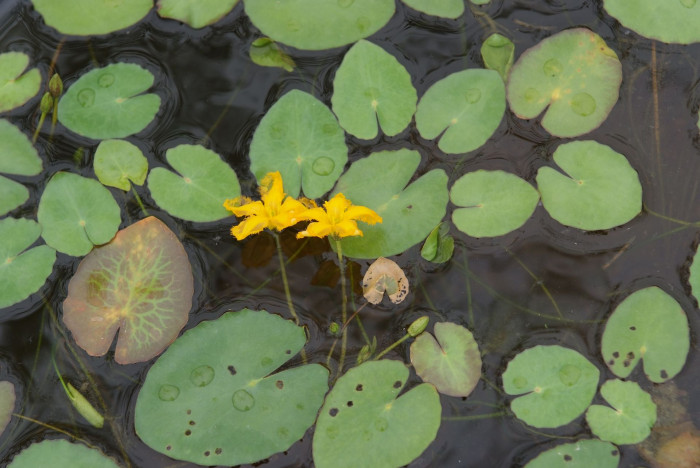 노랑어리연꽃 - Nymphoides peltata (J.G.Gmelin) Kuntze
