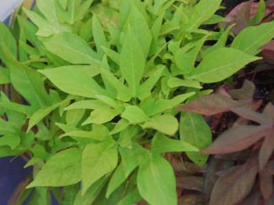 아이포메아 사진 - Ipomoea batatas Photos