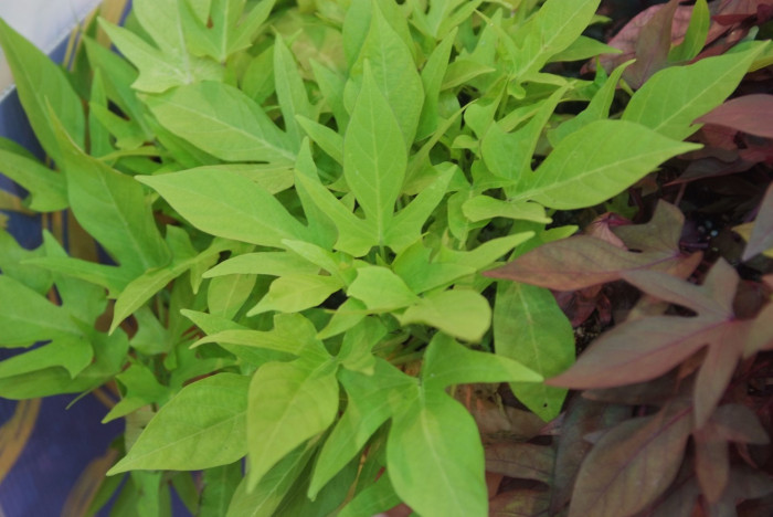 아이포메아 - Sweet Potato Vine, Ipomoea batatas