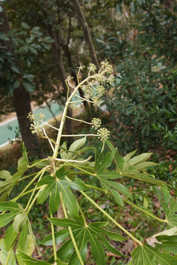 팔손이 - False aralia, Fatsia japonica (Thunb.) Decne. & Planch.