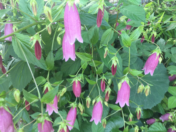 섬초롱꽃 - Campanula takesimana