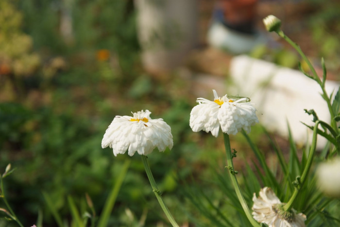 샤스타데이지 - Shasta daisy, Leucanthemum x superbum