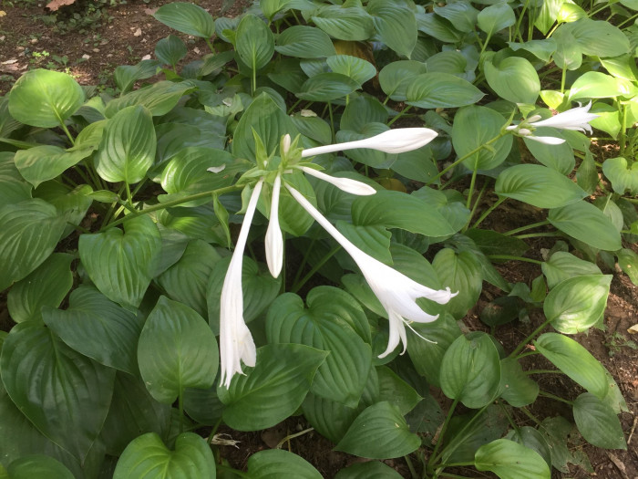 옥잠화 - Plantain lily, Hosta plantaginea (Lam.) Aschers.